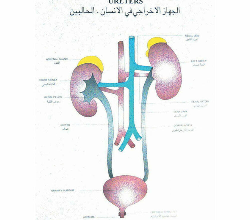 Special Human Physiology Charts