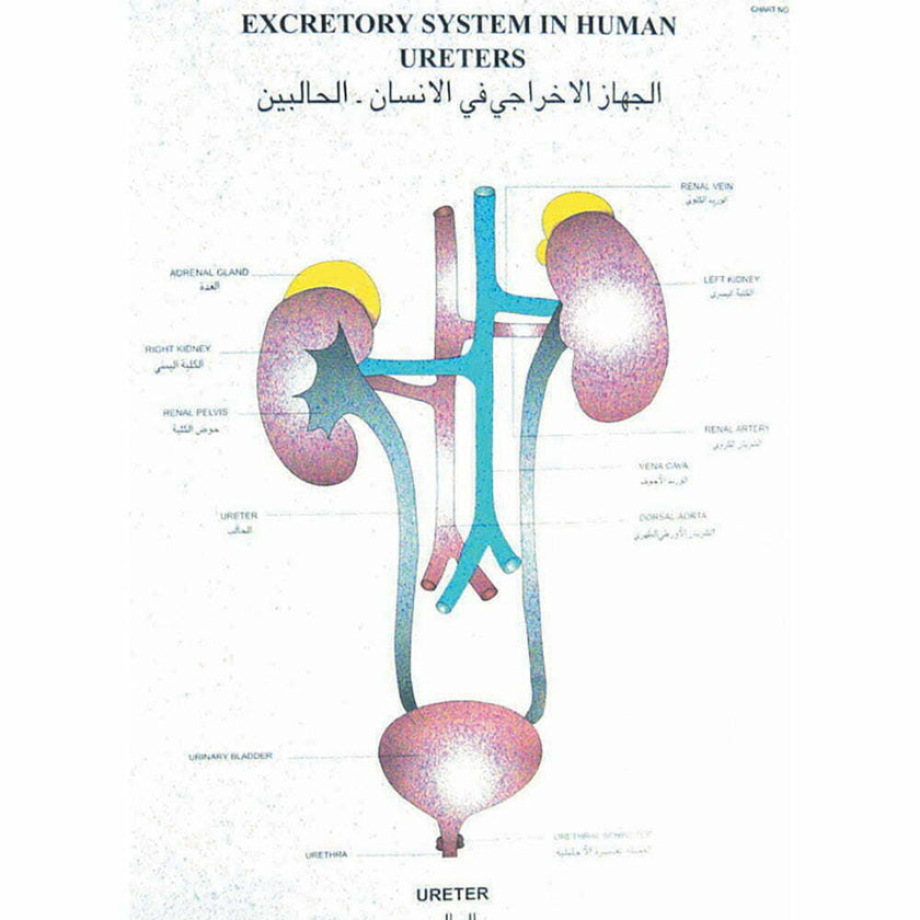 Special Human Physiology Charts