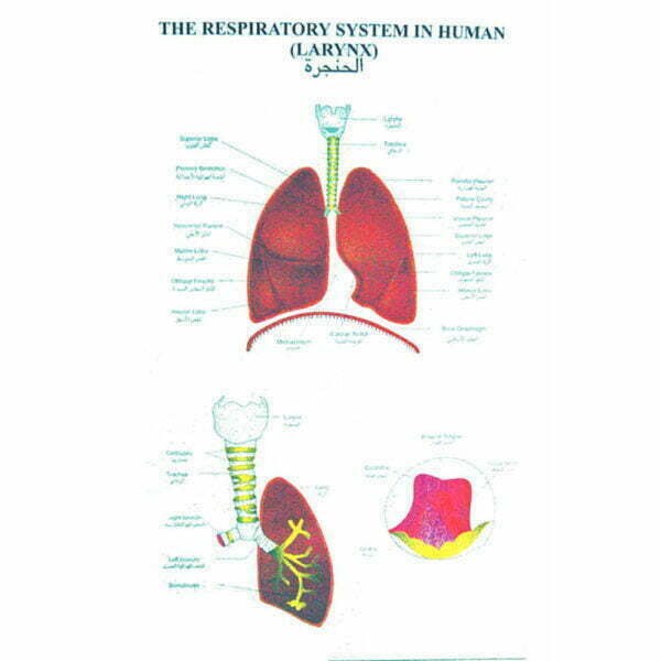 Special Human Physiology Charts