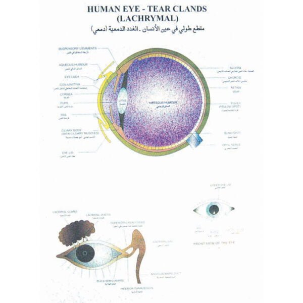 Special Human Physiology Charts