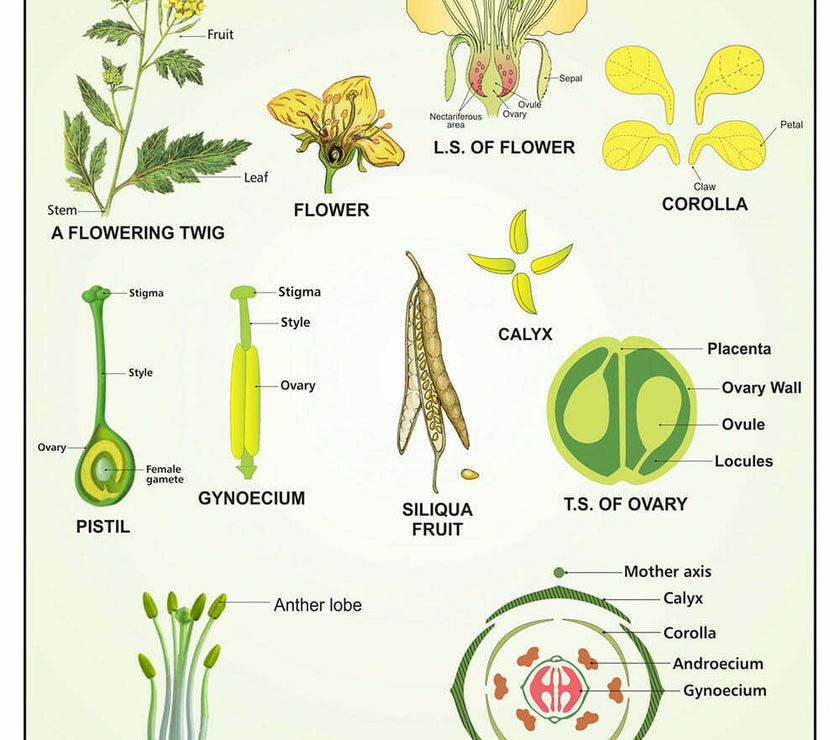 Taxonomy