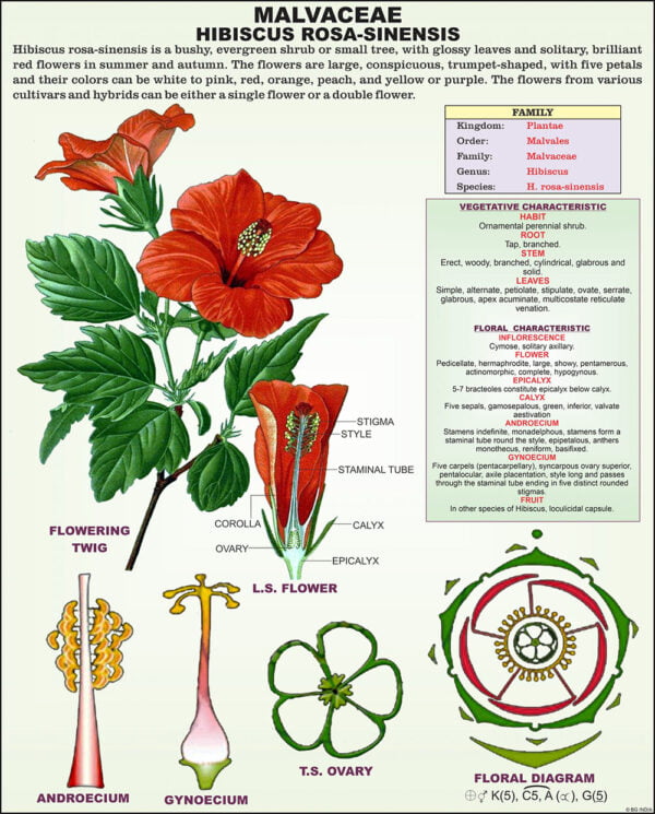 Taxonomy