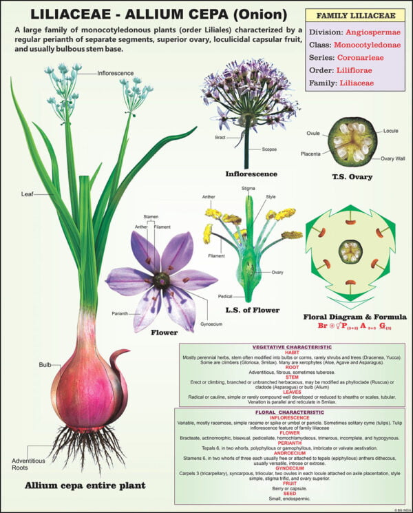 Taxonomy