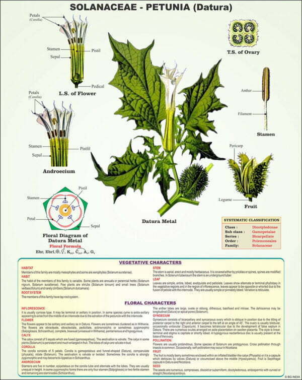 Taxonomy