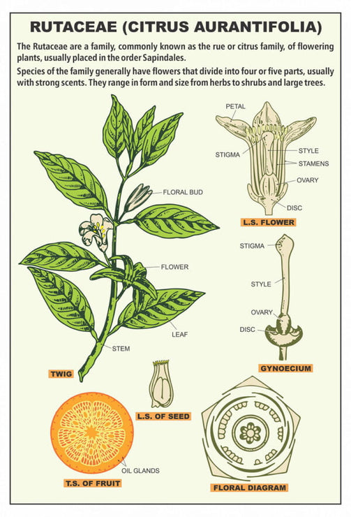 Taxonomy