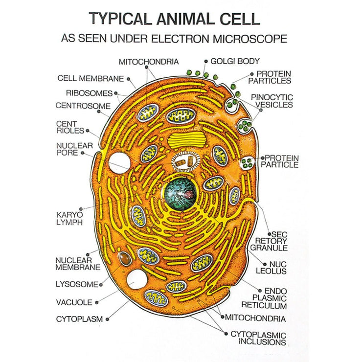 Zoology Series I