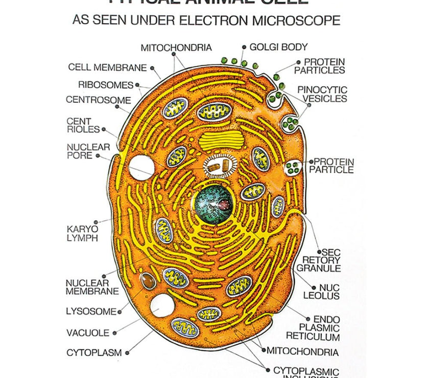 Zoology Series I