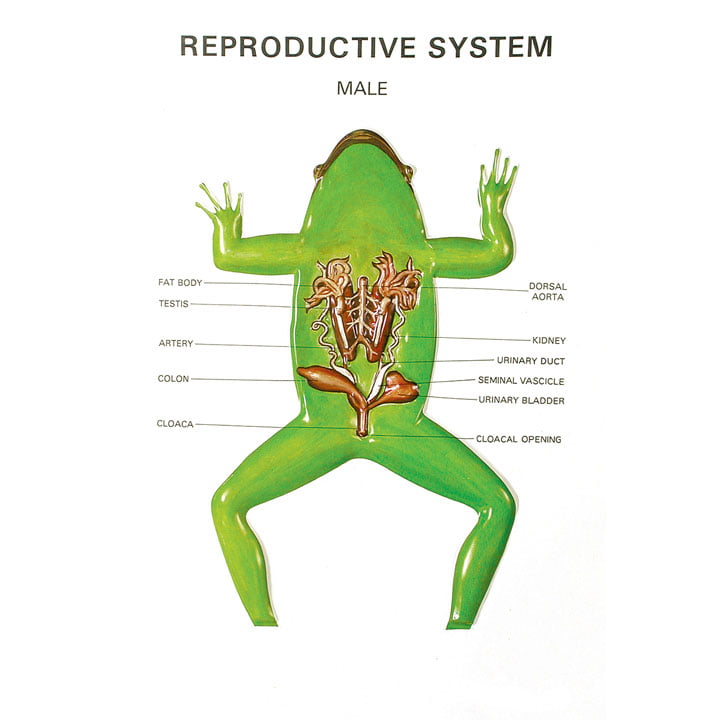 Zoology Series III Frog