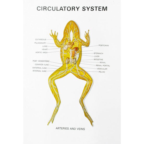 Zoology Series III Frog