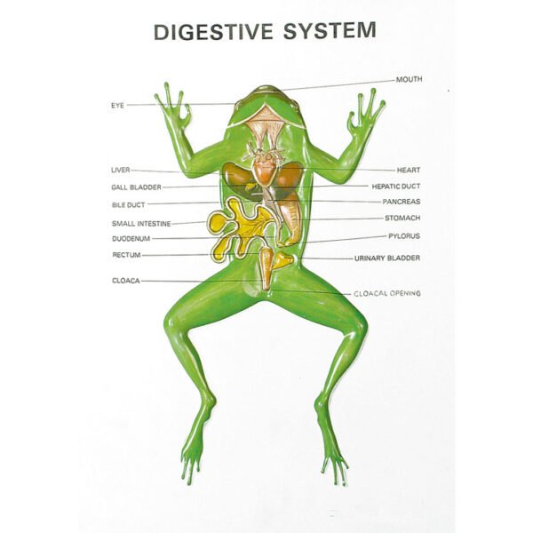 Zoology Series III Frog