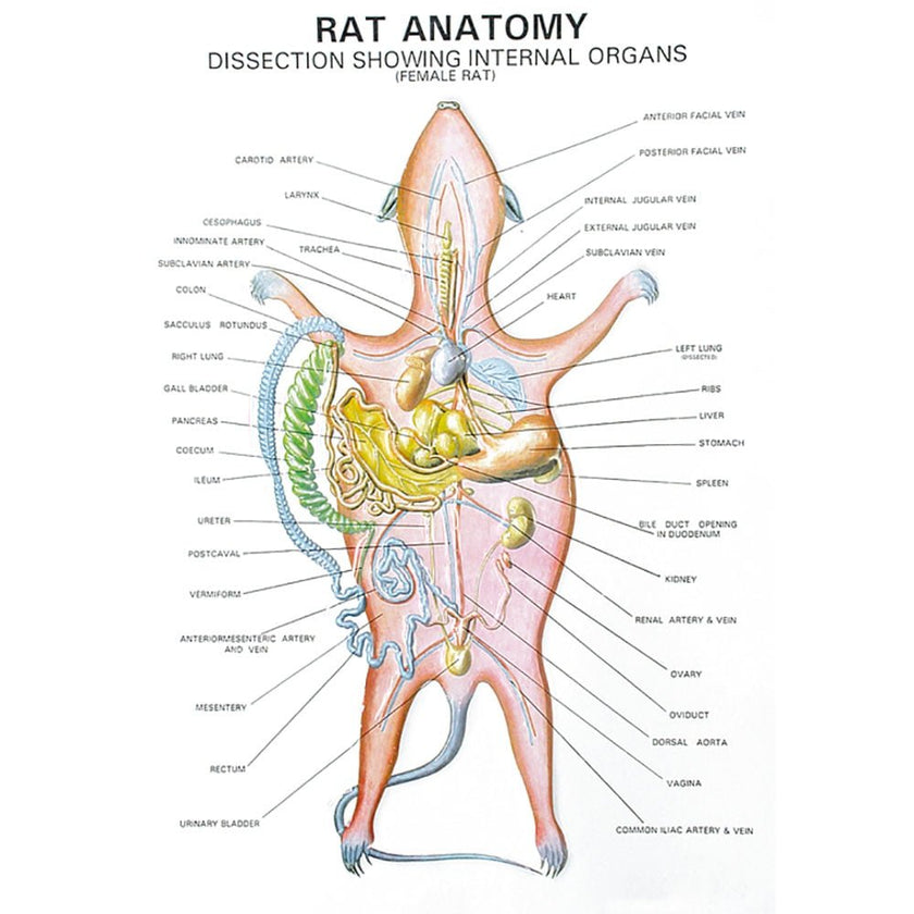 Zoology Series IV Rat