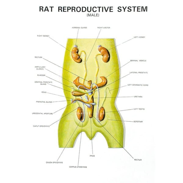 Zoology Series IV Rat