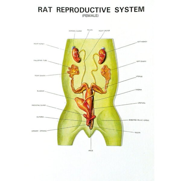 Zoology Series IV Rat