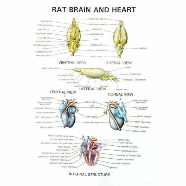 Zoology Series IV Rat