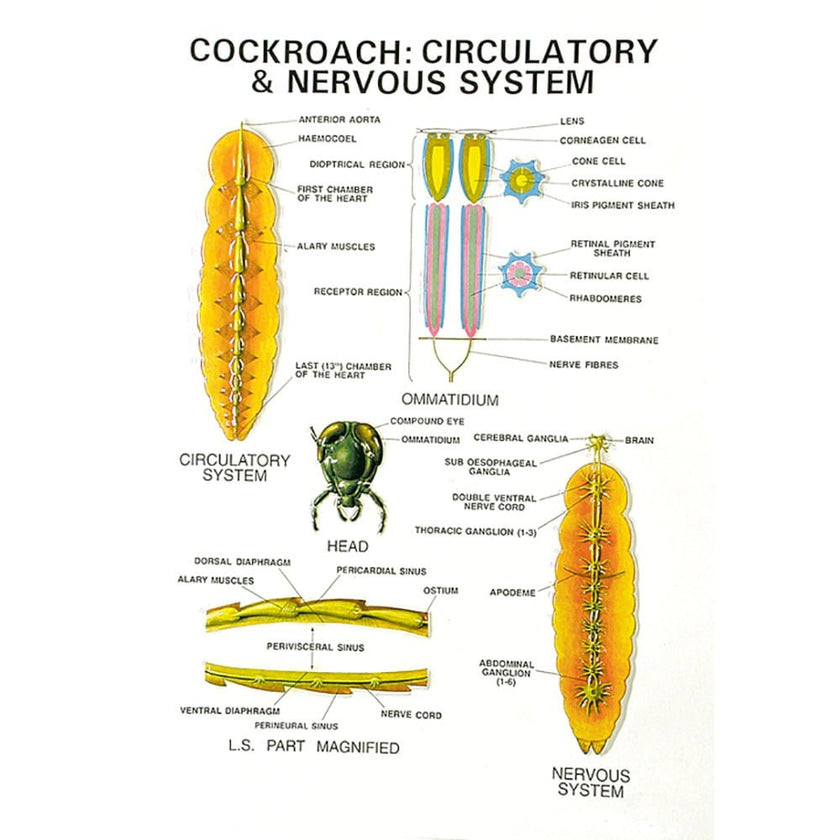 Zoology Series V